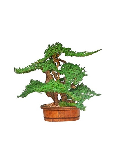 Forever Green Art Handmade Vintage Bonsai Tree