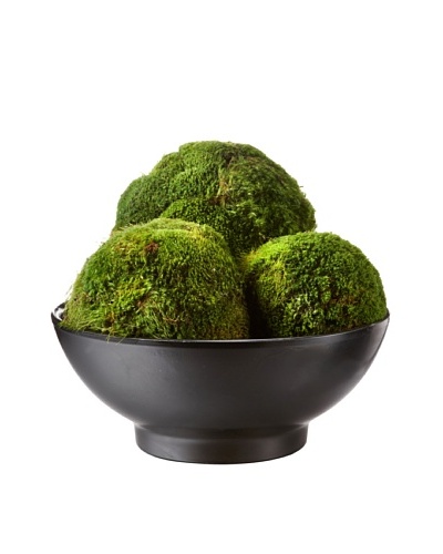 Forever Green Art Handmade Moss Ball Set in Italian Clay Pot