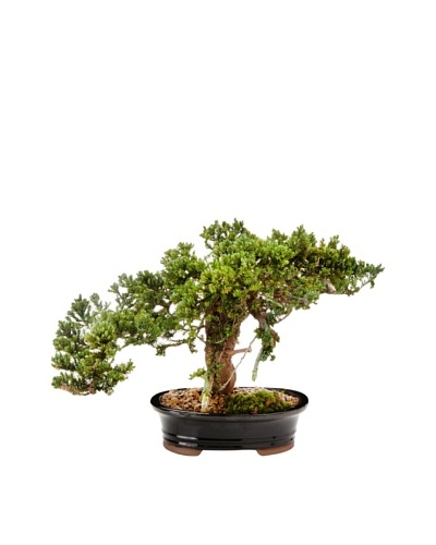 Forever Green Art Handmade Single Monterey Bonsai Tree