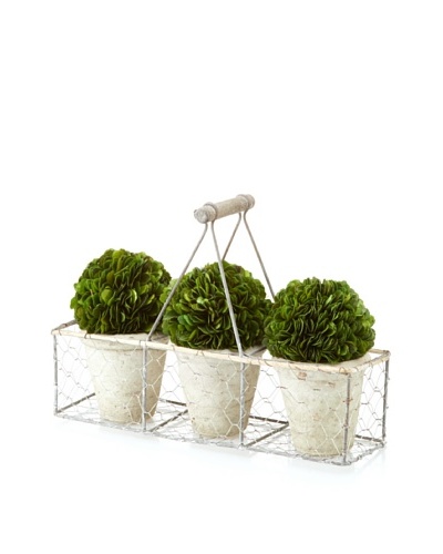 Galt 3 Potted Mini Boxwood Balls in Wire Carrier