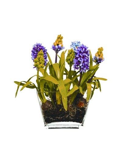 Winward Hyacinth in Glass Planter
