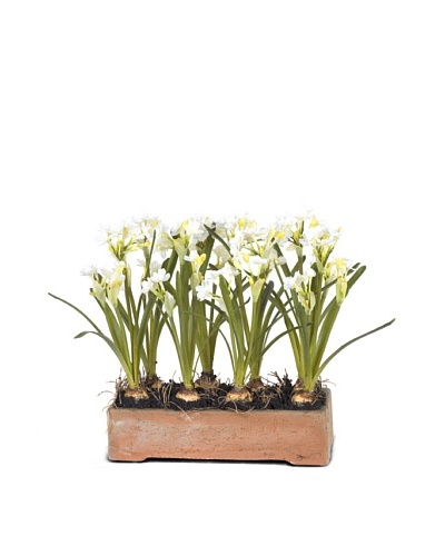 New Growth Designs Paperwhite Narcissus Bulbs