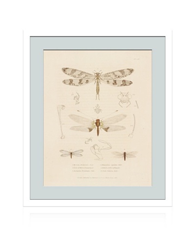 Lillian August Vintage Dragonflies
