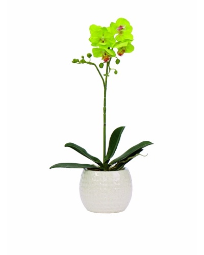 Lux-Art Silks Small Orchid In White Container, Green