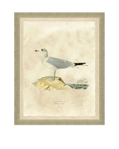 Seagull Print I