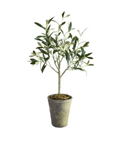 Napa Home & Garden Conservatory Collection 17 Olive Tree In Pot