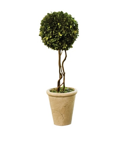 Napa Home and Garden Boxwood Potted Tree Topiary