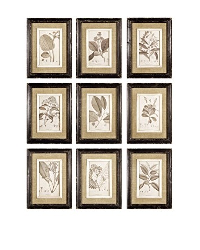 Napa Home and Garden Set of 9 Framed Naturalist Prints