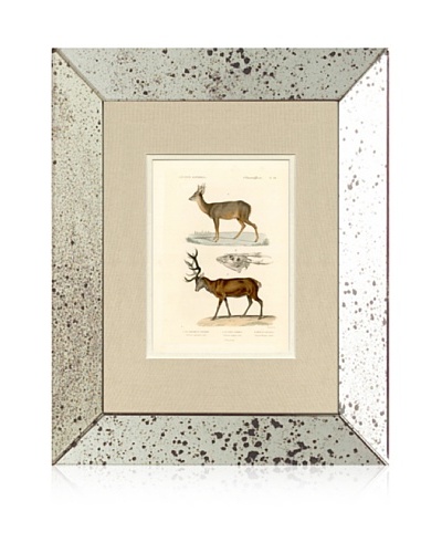 1854 Mirror Frame Deer Print