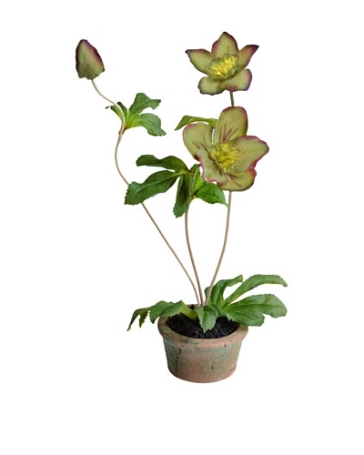 New Growth Designs 13 Hellebores in Terracotta Pot