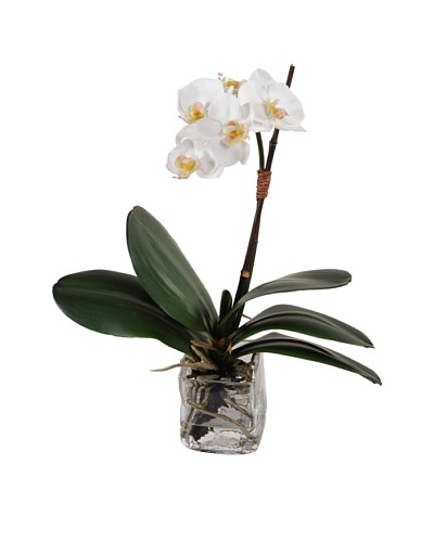 New Growth Designs Small Orchid in Glass Cube, White