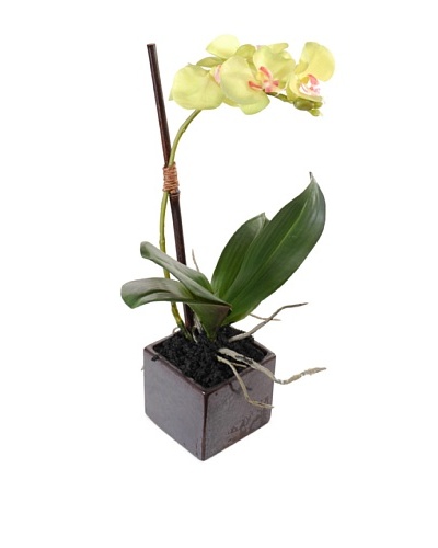 New Growth Designs Faux Phalaenopsis Orchid Plant