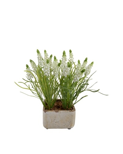 New Growth Designs Grape Hyacinths In Clay Pot, White