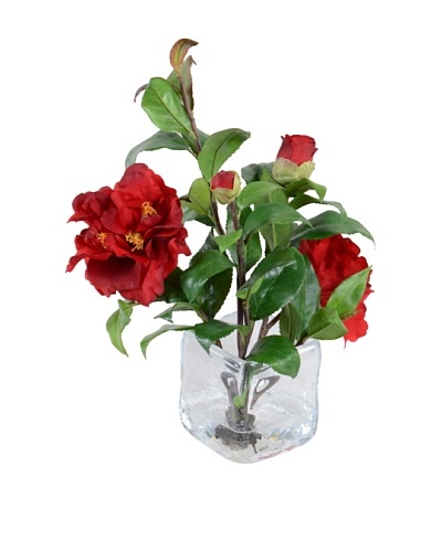 New Growth Designs Red Camellia Cuttings