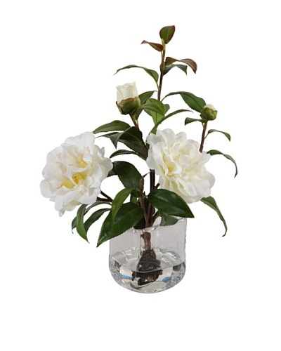 New Growth Designs White Camellia Cuttings