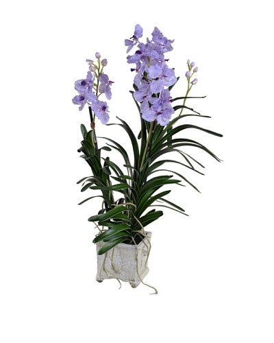 New Growth Designs Vanda Orchid in Crackle Glazed Square Pot