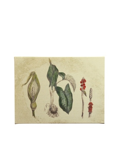 New York Botanical Garden Botanicals Giclée on Linen Canvas