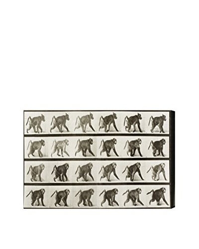 Oliver Gal Baboon In Motion Canvas Art