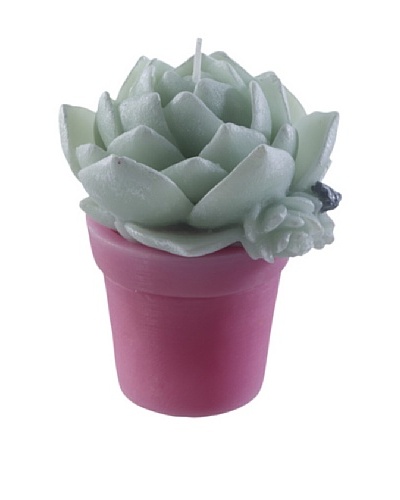 Point a la Ligne Small Potted Echeveria Candle, Pink