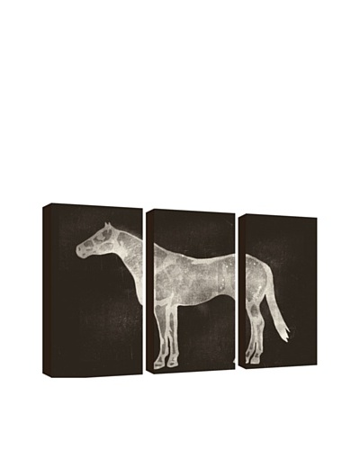 PTM Images Horse X-Ray Giclée Triptych Box