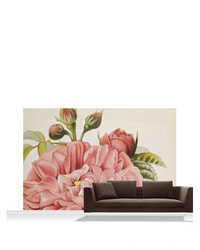 Royal Horticultural Society Rosa ‘Baronne Prevost” Mural, Standard, 12′ x 8’