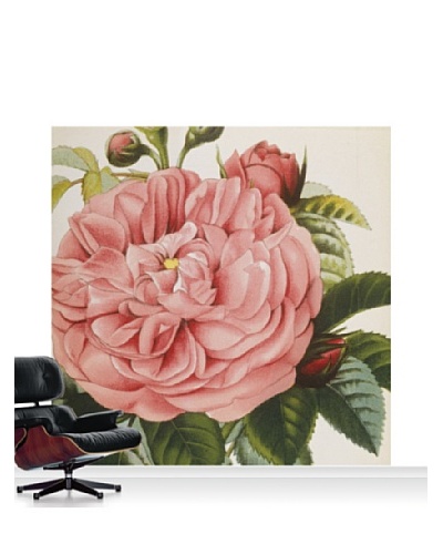 Royal Horticultural Society Rosa 'Baronne Prevost'' Mural, Standard, 8' x 8'