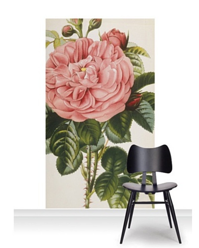 Royal Horticultural Society Rosa Baronne Prevost Mural [Accent]