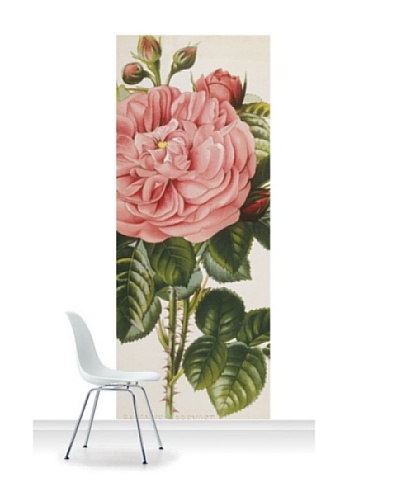 Royal Horticultural Society Rosa 'Baronne Prevost'' Standard Mural [Accent]