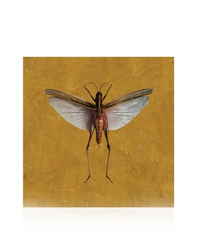 Studio A Grasshopper #4 Gold, 10