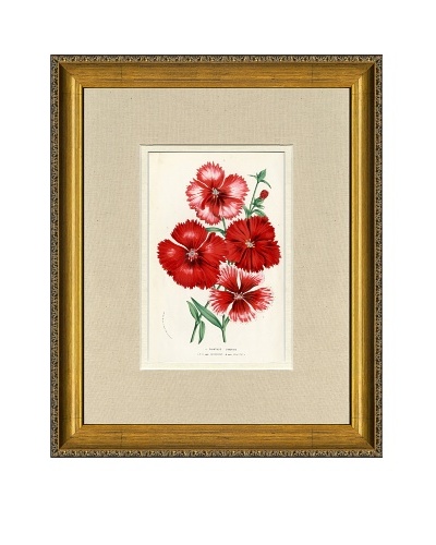 Vintage Print Gallery Antique Hand-Finished Dianthus Print, Circa 1850's