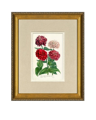 Vintage Print Gallery Antique Hand-Finished Zinnia Print, Circa 1850's