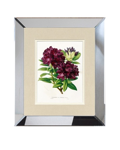 Vintage Print Gallery Antique Hand-Finished Rhododendron Print, Circa 1850's