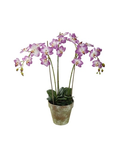Winward Faux Phalaenopsis Orchid Bunch in Terracotta Pot, Pink