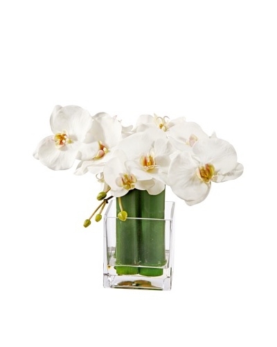 Winward Phalaenopsis & Bamboo in Glass