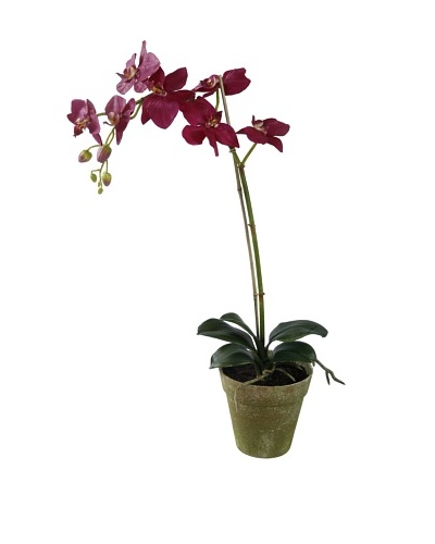 Winward Faux Phalaenopsis Orchid in Terracotta Pot, Fuschia
