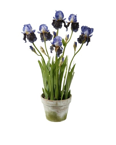 Winward Bearded Iris in Clay Pot
