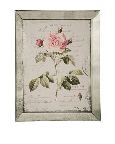 Winward English Rose III Framed Print