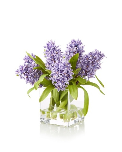 Hyacinth in Square Glass, Purple
