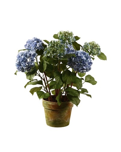 Winward Hydrangea in Pot, Light Blue