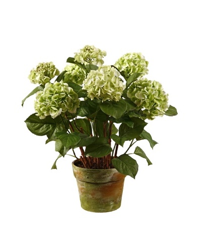 Winward Hydrangea in Pot, Green