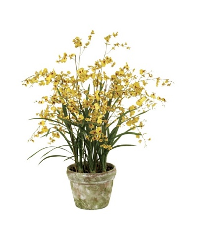 Winward Pot Dancing Oncidium Orchid, Yellow