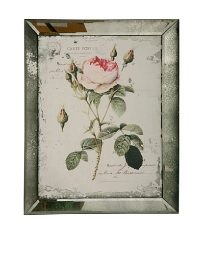 Winward English Rose I Framed Print